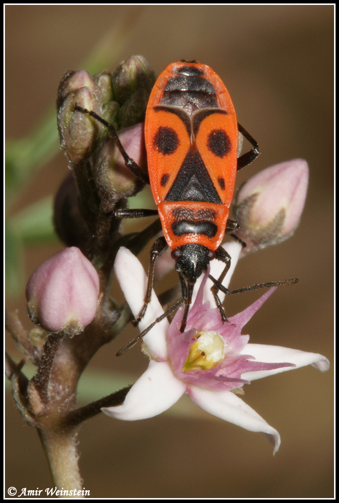 Nectar-robbing Heteroptera